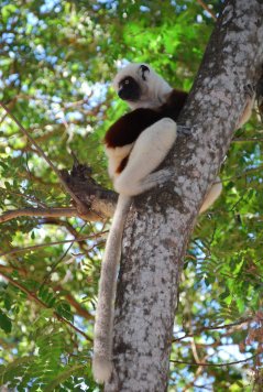 Propithecus coquereli in Ankarafansika NP, one of the lemur species that we sampled in a pilot study on differences in parasite loads between furgivorous and folivorous lemurs species