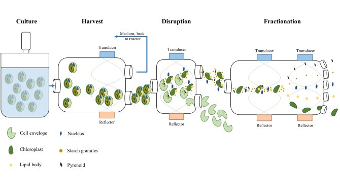 algaeproject.jpg