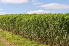 Elephant grass - Miscanthus