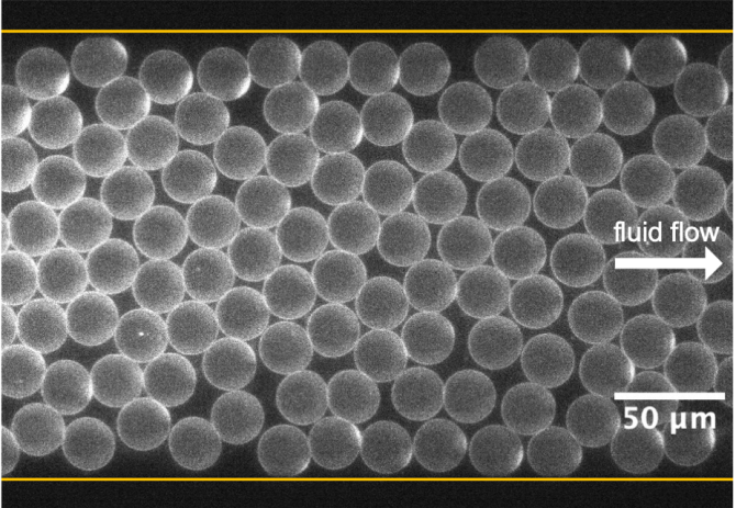 Figure 1. Fluorescence image showing double-emulsion droplets, formed by OLA, flowing through a microfluidic channel (walls are indicated by yellow lines) at a high density.