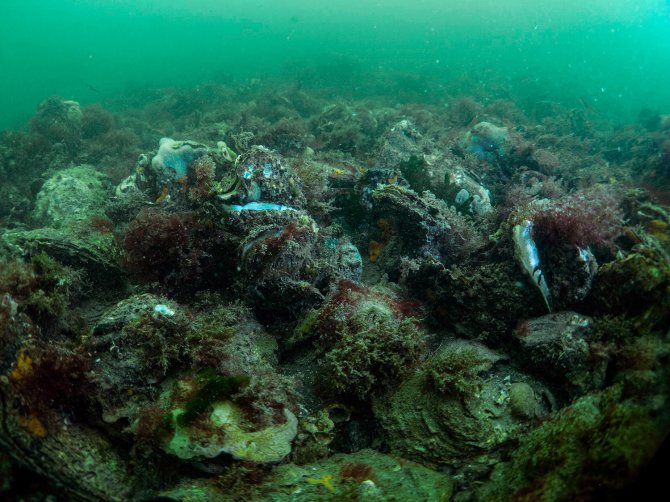 Is there enough attention for the ecological effects of activities on the North Sea? Photo: Oscar Bos.