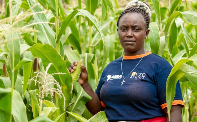 Village champion farmer in Kenya (photo: IFPRI/ACRE Africa)