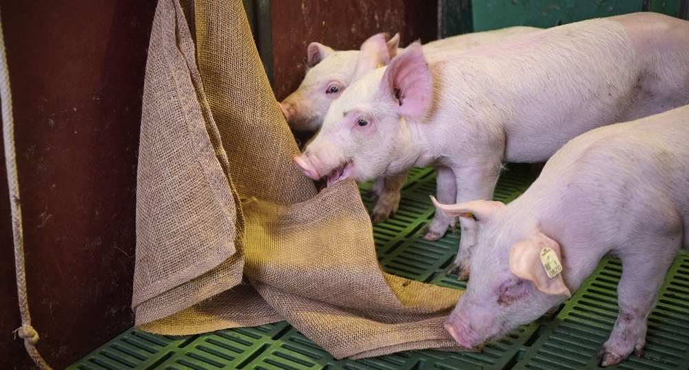 Pigs playing with enrichment 