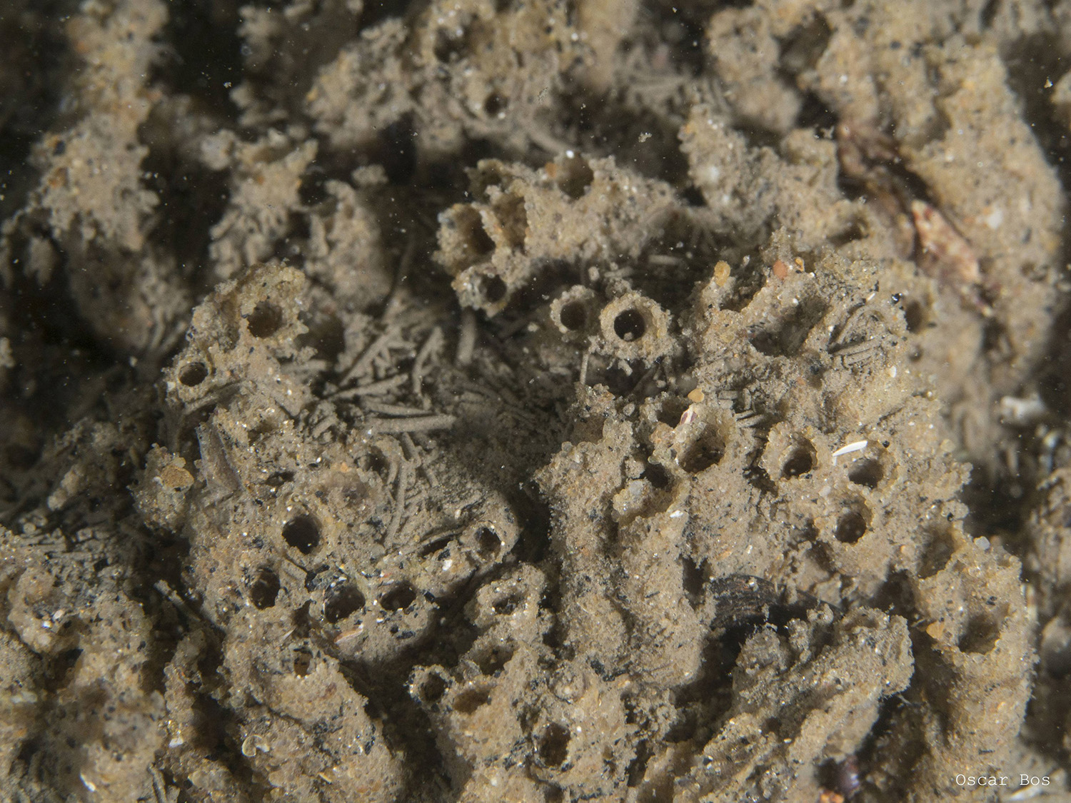 Sabellaria-wormen (zandkokerwormen) dragen bij aan riffen van zandsteen, natuurlijke 3D-structuren in de Noordzee. Beeld: Oscar Bos.