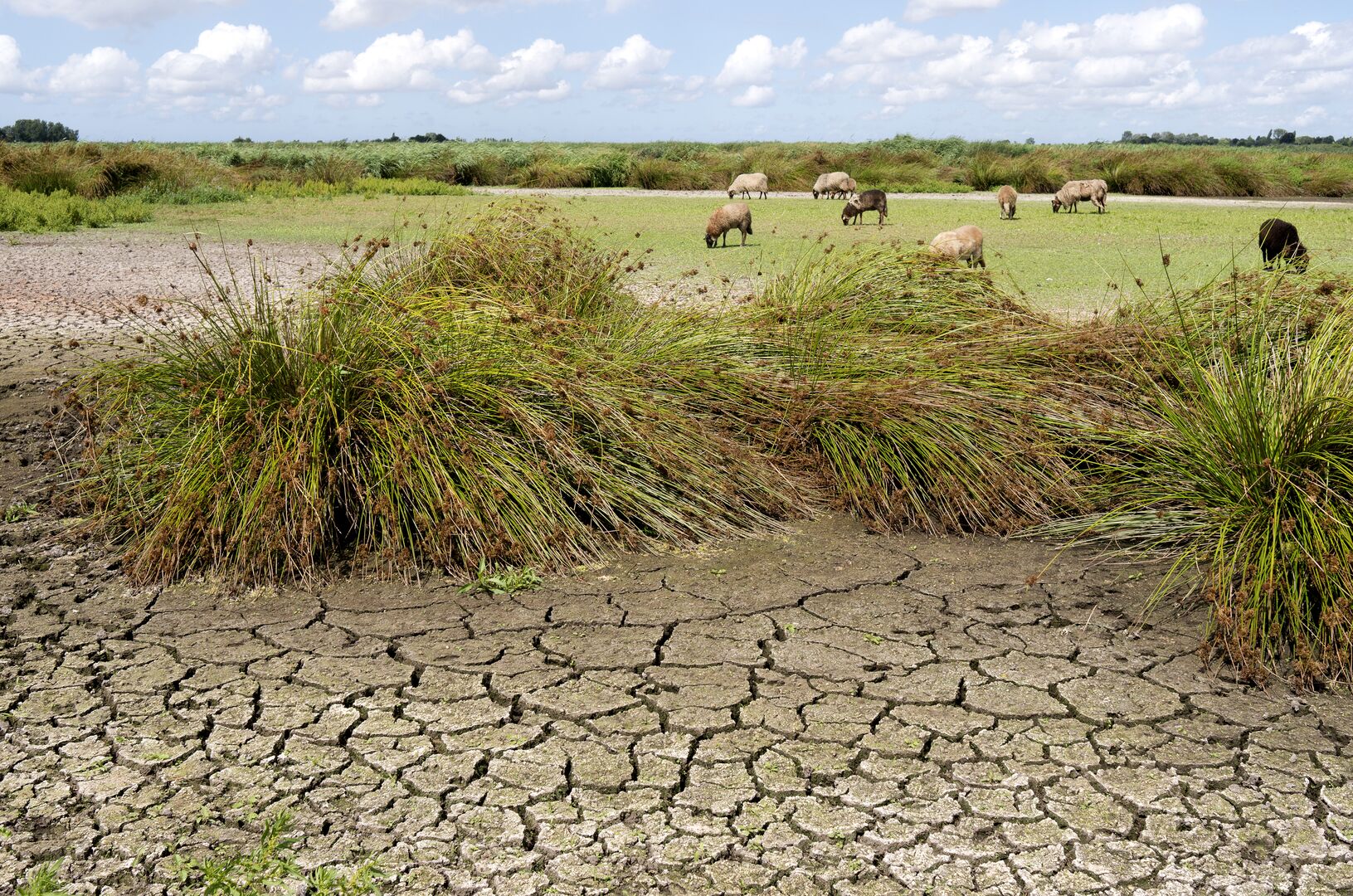 Print version 300 DPI-shutterstock_148679750_NL_droogte_schapen.jpg