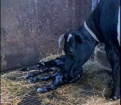 De geboorte van het kalf (foto: fam. Wafelaar)