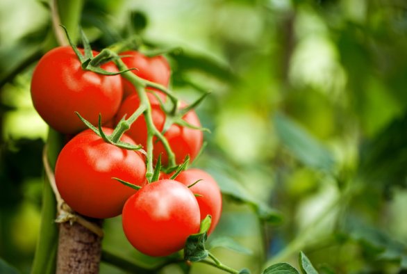 WUR werkt mee aan nieuw EU-project dat de veerkracht en kwaliteit van tomatenrassen moet vergroten