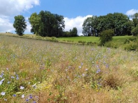 Arable land in the South of Limburg, opportunities for biodiversity (Source: Femke Kleisterlee)