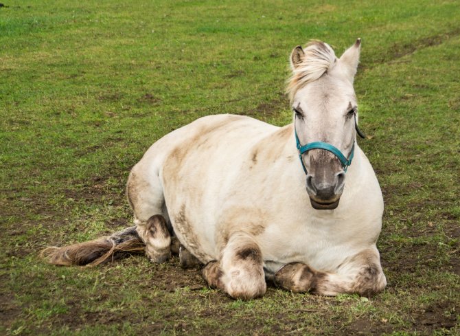 ‘This project contributes to a transition towards research that requires no live animals,’ says prof. ir. Wouter Hendriks.   