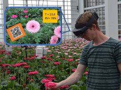 AR glasses tell if gerbera can be harvested  