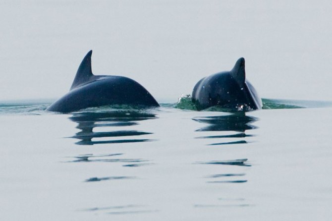 The North Sea is a living ecosystem. Photo: Wouter Jan Strietman.