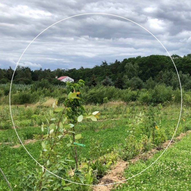 Richtlijnen voor risicobeperking invasieve exoten in agroforestry