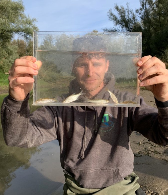 Many different juvenile species of fish, including wind, snipe, roach, bream and non-native gobies were caught during the samplings (Twan Stoffers)