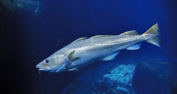 Cod prefer to swim in colder water.