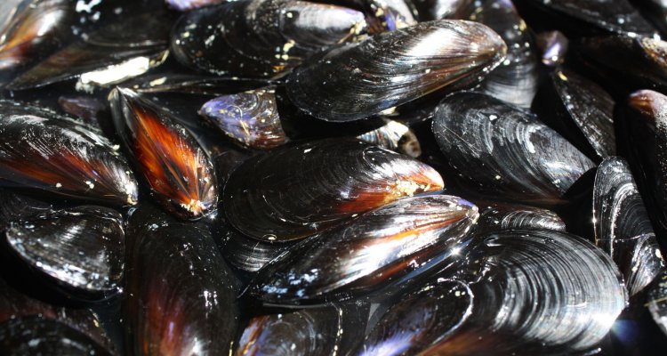 Why Do Mussels Matter? – The Fisheries Blog