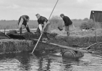 Peat Lands in the Weerribben-Wieden, photos 1950-1960