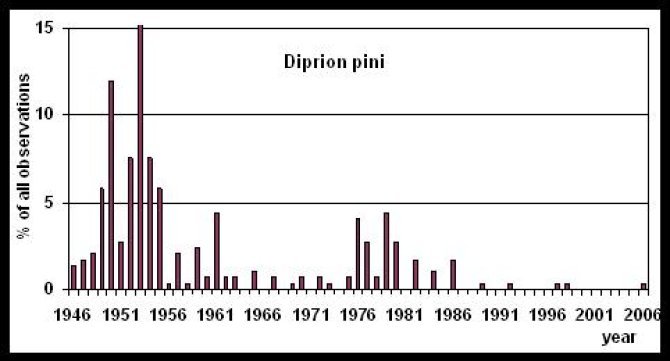 diprion pini.jpg