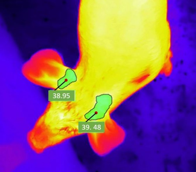 Figure 1: Automatic detection of an area of interest and measuring the maximum temperatures