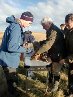 Collaring brown hare on Schiermonnikoog