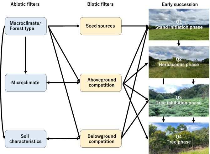 Fig.1: Conceptual diagram showing how abiotic filters (blue boxes) and biotic filters (yellow boxes) affect four different stages in early succession (pictures). Each of these stages corresponds to a research chapter