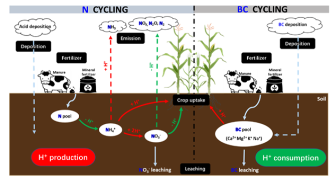 Overview of the linkage between acid (H+) production and H+ consumption in agricultural soil