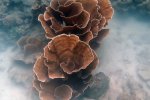 Montipora species, credits: Stephanie Martinez