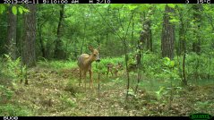 Camera traps are used to monitor wildlife, such as this roe deer with calf