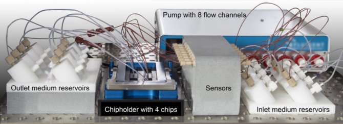 Vanaf de rechterkant stroomt vloeistof naar de organoïden op de chips. Sensoren meten en regelen heel precies hoeveel er langs de cellen stroomt. Dit lijkt op het voedsel dat door de darm beweegt. De cellen kunnen stoffen opnemen en afgeven aan de uitstroom (naar links). Foto: Meike van der Zande