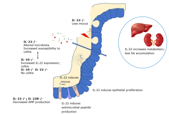 Figure 1. Graphical abstract of IL-22 signaling in relation to microbiota, metabolism and susceptibility to colitis (adapted from (8)). Abbreviations: AMP = antimicrobial peptides; IL = interleukin; IL-22R = interleukin-22 receptor.   