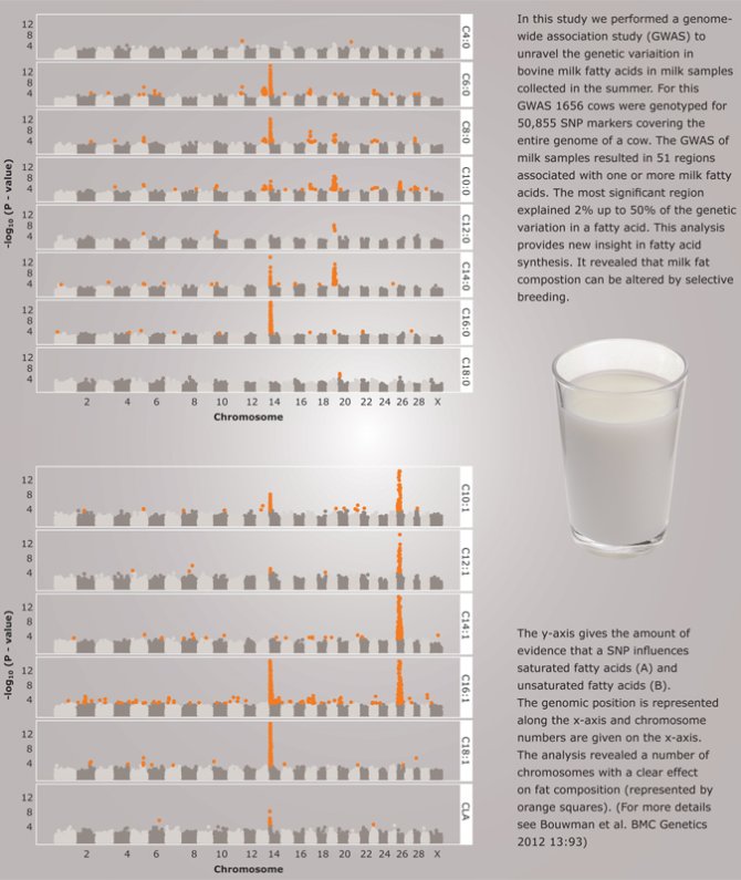 Results of genome-wide association study for different fatty acids in milk.