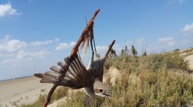 Vogels komen vast te zitten aan lijmstokken 