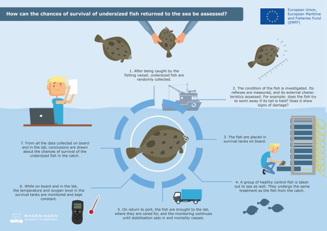 Infographic: survival of undersized fish