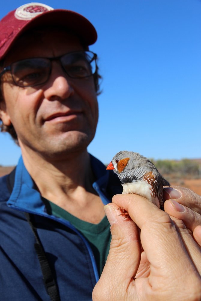 Behavioural ecologist Marc Naguib with an Australian zebra finch