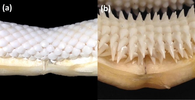 A_Swiers_AFI_RL_figure3.jpg