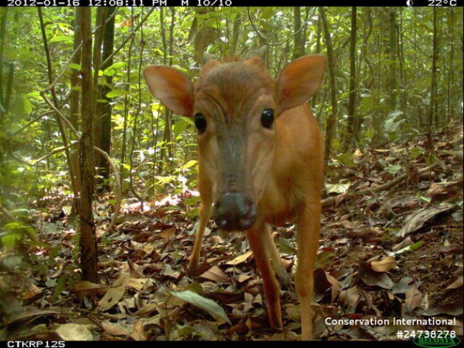 Ogilbys duiker (Cephalophus ogilbyi), Korup National Park, Kameroen