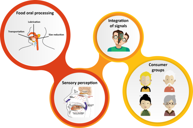 bolus-properties-oral-processing-behaviour-dynamic-sensory-perception