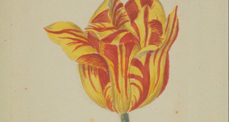 Gel en Rot van Leijen, Tulpenboek Cos