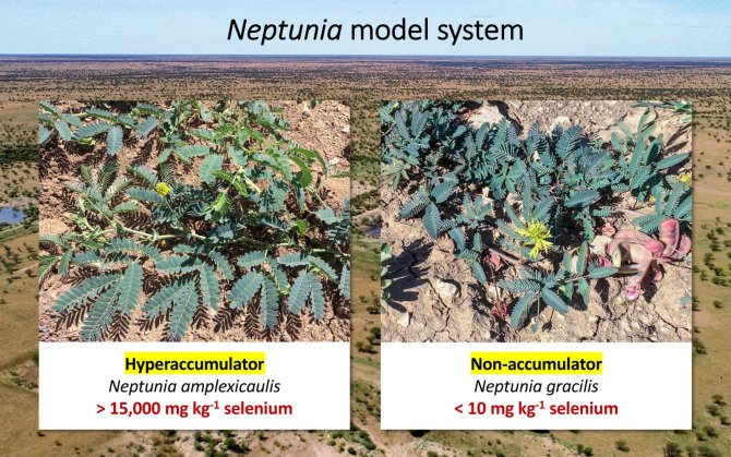 Neptunia model system