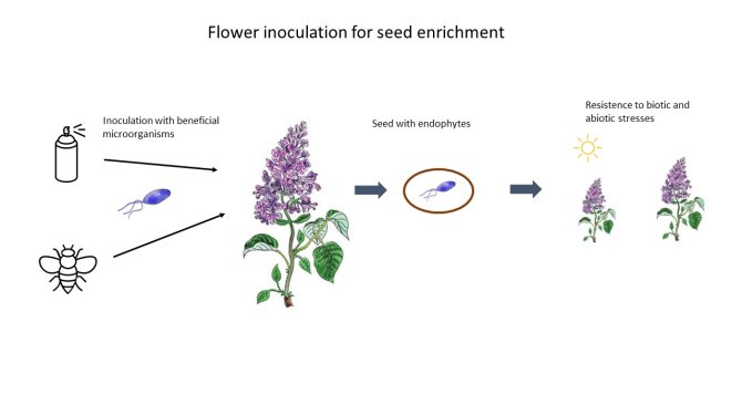 Infographic flower inoculation.jpg