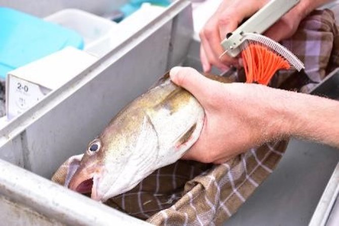 Cod gets an acoustic transmitter. Photo: Programma Rijke Noordzee