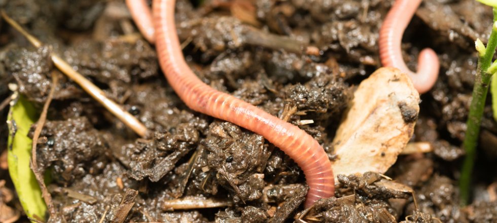 Soil Science cluster