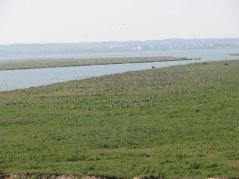 Thousands of wild goose foraging on the grassland