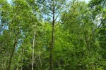 Oak after several thinning interventions