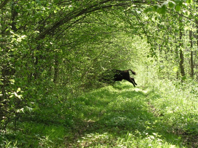 A European bison flitting through the trees of Białowieża  Forest.