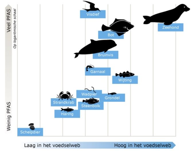 Figuur 1: Ophoping van PFAS in het voedselweb van de Westerschelde. Ophoping van PFAS in het Westerschelde voedselweb. Positionering van de iconen is gebaseerd op de gemiddelde waarden van de stabiele stikstof isotoop waarde (X-as), die een maat oplevert voor de positie binnen het voedselweb, en de som-PFAS concentraties op basis van ng/g drooggewicht (Y-as). Bron: Wageningen Marine Research