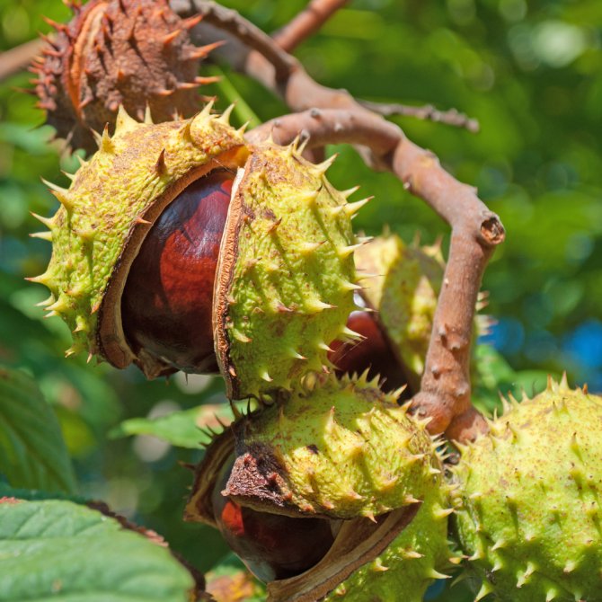 De gewone paardenkastanje (Aesculus hippocastanum) 