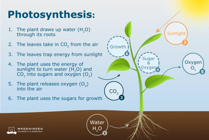 summary of photosynthesis steps