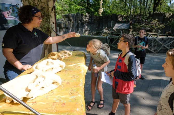 Children are shown differences between animal skulls as part of their education in biodiversity