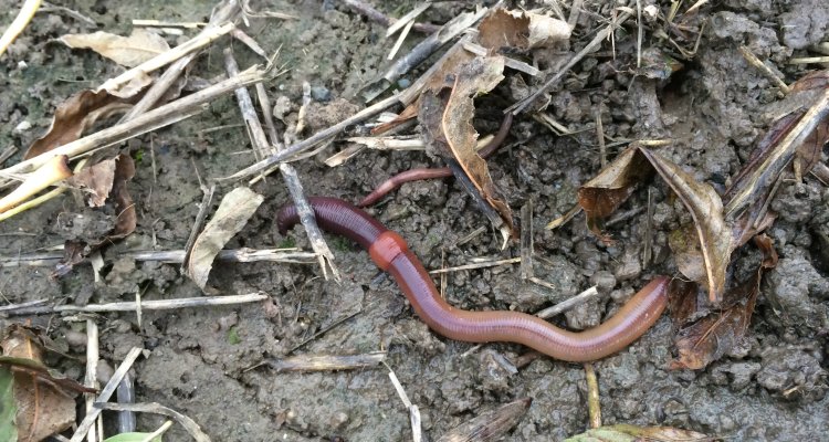 Earthworms Wur