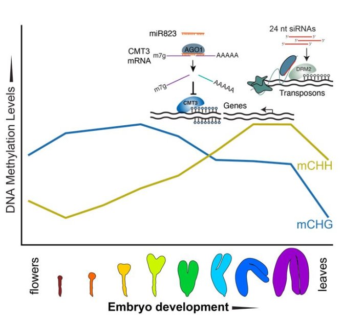 Figure 2 | Small RNA-Mediated Establishment of Nascent Epigenome   Diagram illustrating how small RNAs dynamically help establish genome-wide DNA methylation patterns during embryogenesis. CHROMOMETHYLASE 3 (CMT3) levels are high during early embryogenesis and establish DNA methylation on transposons. During mid-embryogenesis, miR823 mediates the repression of CMT3 to prevent it from ectopically methylating protein-coding genes (Papareddy et al. 2021, bioRxiv).   As CMT3 levels decrease, 24 nt small interfering RNAs (siRNAs) increase and guide de novo methyltransferases (e.g. DRM2) to transposons and establish methylation and subsequent silencing (based on Papareddy et al. 2020, Genome Biology). mCHH, CHH methylation (H ≠ G) guided by siRNAs/DRM2 and CMT2; mCHG, CHG methylation activities of CMT3.  